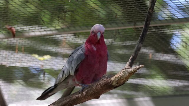 Galah cockatoo parrot perching on a branch
