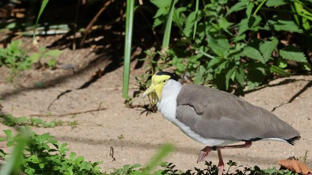 Masked lapwing bird standing on one leg