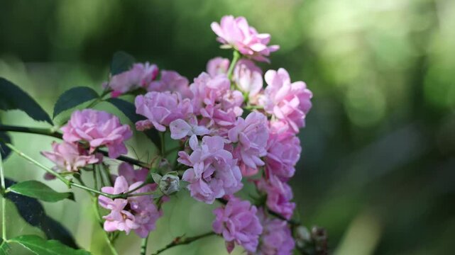 Pink polyantha rose bush swaying in wind