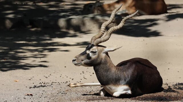 Male blackbuck antelope resting on sandy ground