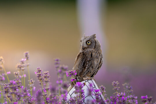 A small Eurasian scops owl Otus scops perched in a blooming purple lavender field with a beautiful soft blurred green background.