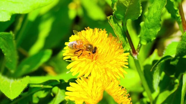 Macro. The honey bee collects pollen from a dandelion flower. Collects nectar