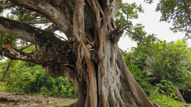 Roots and trunk of a centuries-old Gameleira tree (scientific name: Ficus doliaria) in Praia do Forte, Bahia