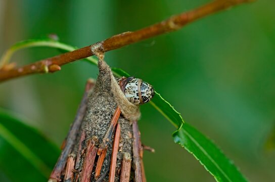 Detailed close up view of an evergreen bagworm caterpillar (Thyridopteryx ephemeraeformis) head shield showing diagnostic black spots.