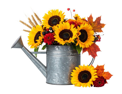 Sunflower Autumn Arrangement in Zinc Watering Can Transparent PNG