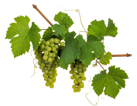 Green Wine Grapes on Grapevine Branch Transparent PNG
