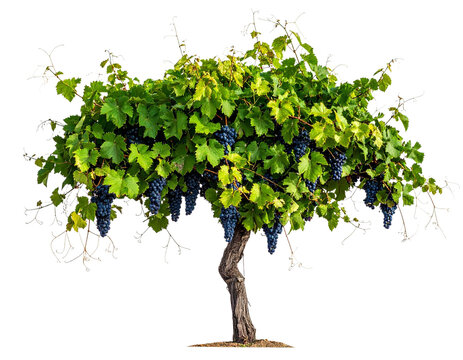 Mature Grapevine With Dark Wine Grapes Transparent PNG