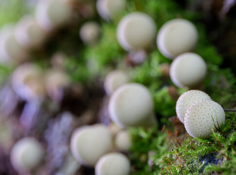 Group of mushrooms (Licoperdon perlatum), growing on a mossy tree trunk in the autumn forest.