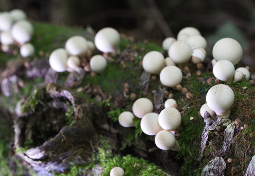 Group of mushrooms (Licoperdon perlatum), growing on a mossy tree trunk in the autumn forest.