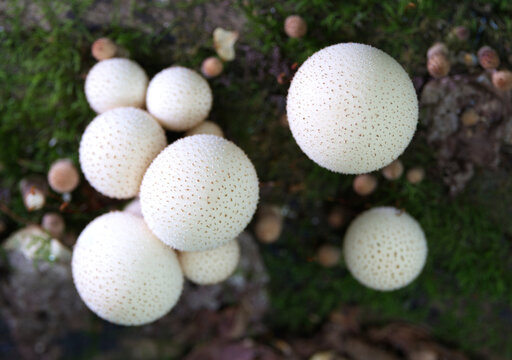 Group of mushrooms (Licoperdon perlatum), growing on a mossy tree trunk in the autumn forest.