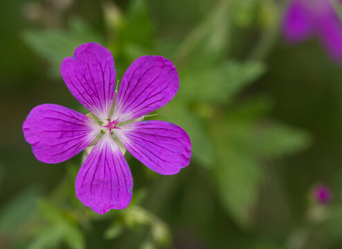 Blue wildflowers in the meadow swaying in the wind. (Geranium palustre).