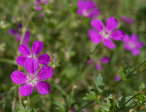 Blue wildflowers in the meadow swaying in the wind. (Geranium palustre).