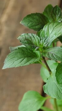 Vertical video. Fresh mint on wooden background. Aromatic herb.