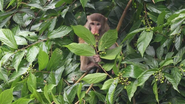 Wild rhesus macaque monkey eating fruit from a tree .this 4k video was taken from Chittagong,Bangladesh.