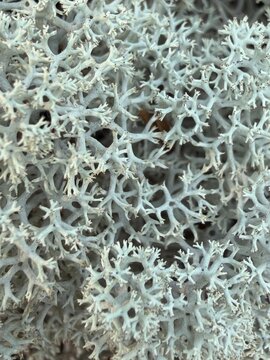 close up of moss