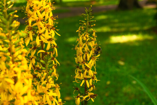 Blooming yellow rocket ligularia spikes with a small bumblebee, natural garden style, vibrant golden and green colors, tall summer inflorescences representing park flora against a blurry lawn backdrop