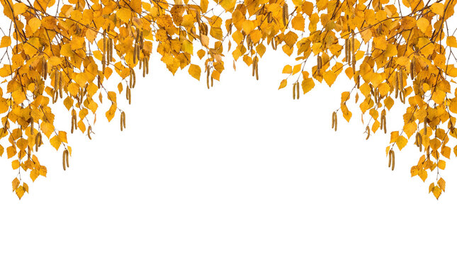 autumn birch leaves border isolated on transparent background png