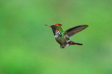 Naklejka premium Male frilled coquette in mid-air hover, showcasing vibrant red crest, green plumage, and distinct white-and-black neck frills against a smooth green backdrop in Brazil.