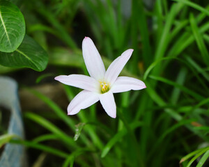 Fototapeta premium Close-up view capturing the soft pink-tipped petals and yellow stamen of a fresh rain lily flower in natural daylight.
