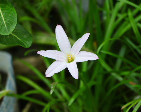 Close-up view capturing the soft pink-tipped petals and yellow stamen of a fresh rain lily flower in natural daylight.