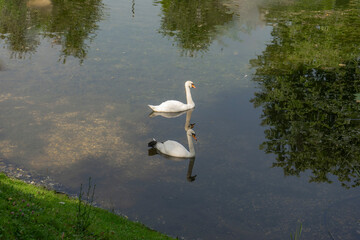 Two graceful white swans swimming in a calm park pond with reflections, peaceful mood, representing wildlife and romantic couple concept, against a green grass and tree backdrop © Arnepi