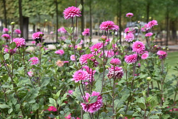 Massif de dahlias mauves en été © JFBRUNEAU