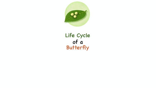 Animation of Educational entomology diagram illustrating monarch butterfly life cycle stage. Visualizing complete metamorphosis process including egg on leaf, larva caterpillar, pupa chrysalis, adult