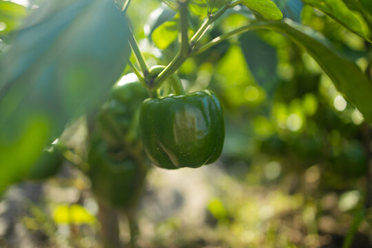 Close up of fresh organic sweet pepper ripening on a bush in greenhouse. Concept of home gardening, vegetable cultivation, farming and local autumn harvest.