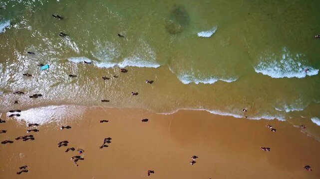 Amazing aerial top down view of a crowded beach with people swimming in the ocean, sunbathing on the sand, and enjoying summer vacations as turquoise waves roll onto the shore