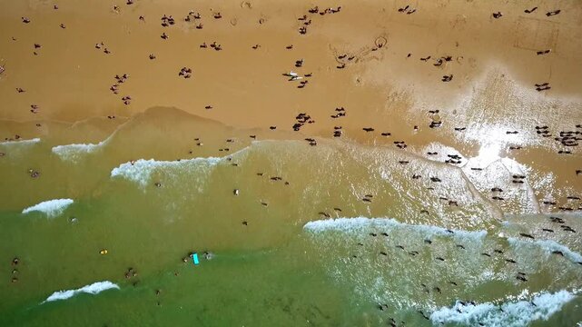Crowds of people swimming in the ocean and relaxing on the warm sand during a sunny summer day, captured from a stunning top down aerial perspective showing the rolling waves and shoreline