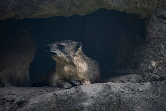 A Rock Hyrax (Procavia capensis) resting on a rocky outcrop.