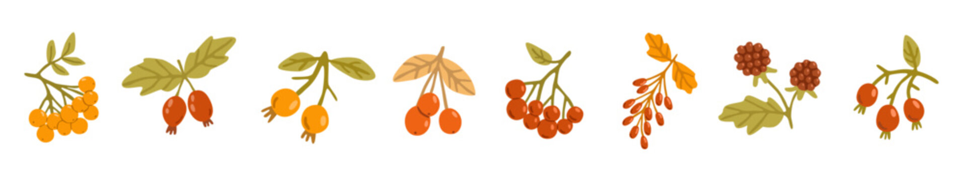 Flat vector set of wild forest berries with leafy branches, including rowan, rosehip, barberry and blackberry, in warm autumn colors, isolated on white.