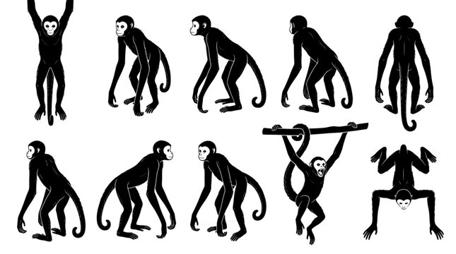 Spider monkey black silhouette bundle showing front, three-quarter, side, rear and top-down views isolated