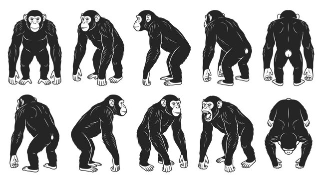Chimpanzee black silhouette bundle showing front, three-quarter, side, rear and top-down views isolated