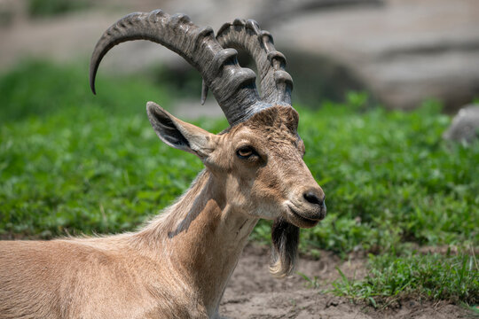 A Nubian ibex (Capra nubiana) resting on a patch of dirt.