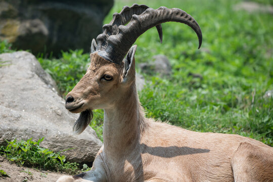 A Nubian ibex (Capra nubiana) resting on a patch of dirt.