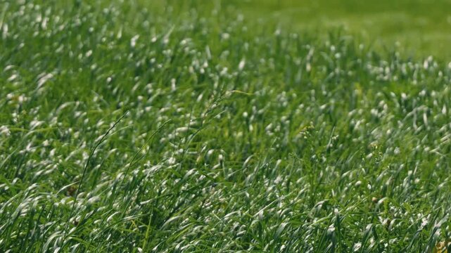 A long stretch of grassland swaying in the wind, with a grassy field in the background
