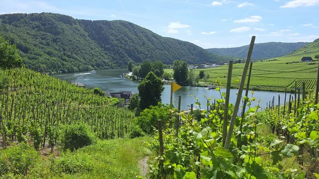 Walking motion through the beautiful green vineyards of the Mosel river valley of Germany near the village of Beilstein during summer