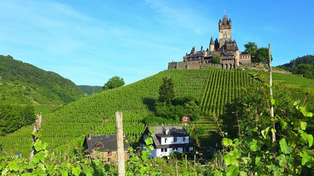 Beautiful green vineyards of the Mosel valley at Cochem castle, Germany during summer. Leaves blowing in a gentle breeze.