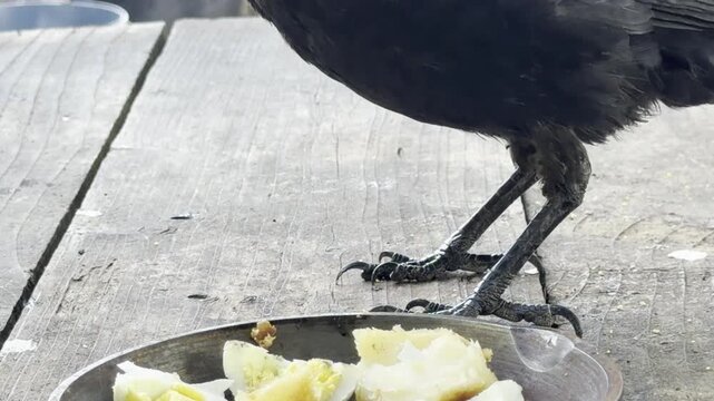 Crow eats boiled egg and roast potato	