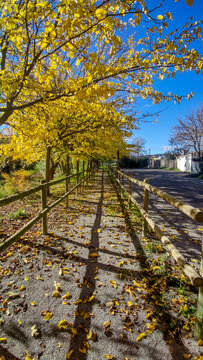 Autumn lane with yellow leaves and long shadows in arnedo