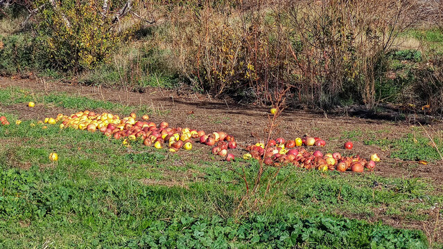 Fallen apples littering ground in arnedo orchard
