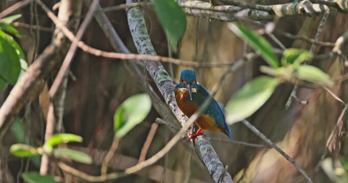 Common kingfisher Alcedo atthis perching on mossy tree branch within dense forest foliage, natural wildlife behavior in tropical habitat, documentary photography.