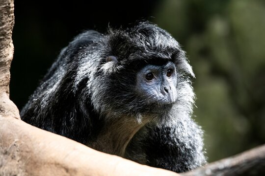 The Ebony Langur (Trachypithecus auratus).