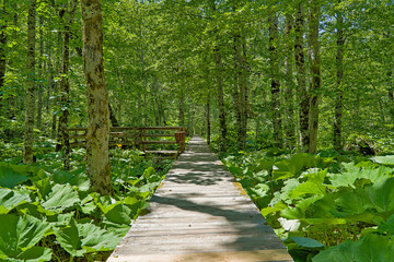 Obraz premium Wooden boardwalk trail through forest in Biogradska Gora National Park