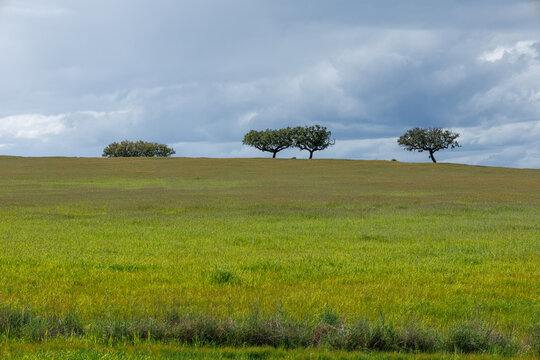 Alentejo rolling hills with cork oak trees under cloudy sky
