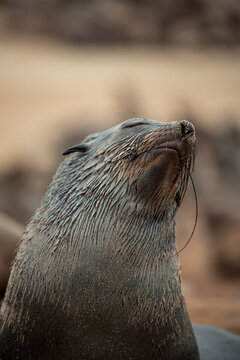 vertical Cape Cross fur seal enjoying sun in Namibia