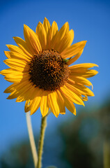 Naklejka premium Yellow Sunflower Close Up Against Blue Sky