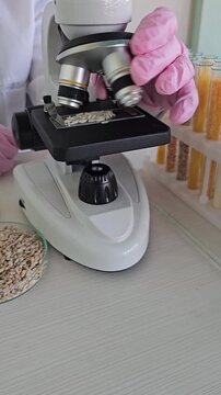 Examining grains under a microscope in a lab with colorful test tubes in the background