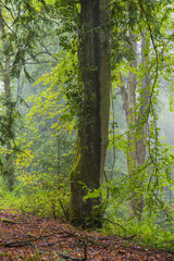 Fototapeta premium Sommerregen im Mischwald am Morgen mit Nebel und Dunst